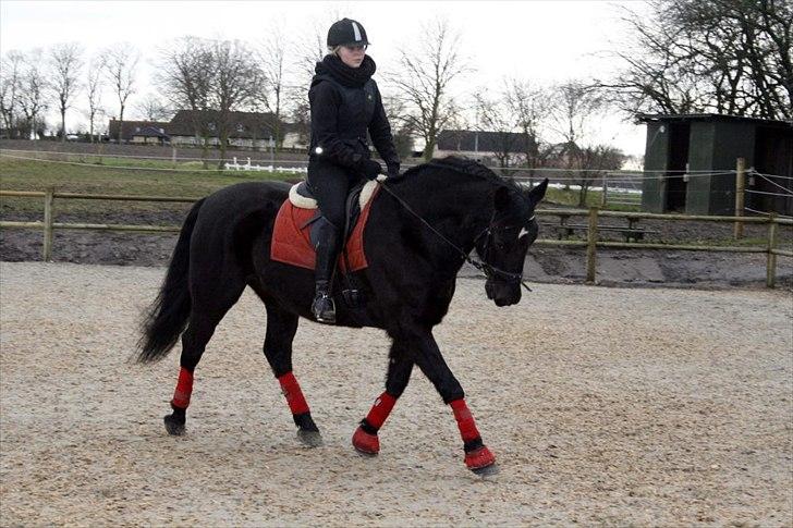 Anden særlig race Amigo - Mit eventyr - Min lille prinse hest. :-D Efter et års hårdt arbejde er vi endelig på vej fremad. <3  billede 16