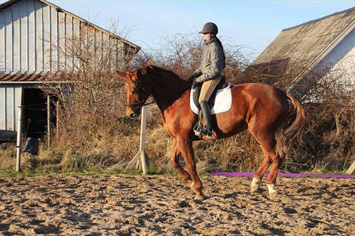 Dansk Varmblod Skovlunds Marbella - lille galop en af vores første rigtige rideture :) billede 14