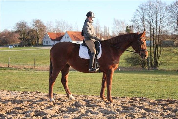Dansk Varmblod Skovlunds Marbella - ja hvor så hun egentlig ud... billede 15