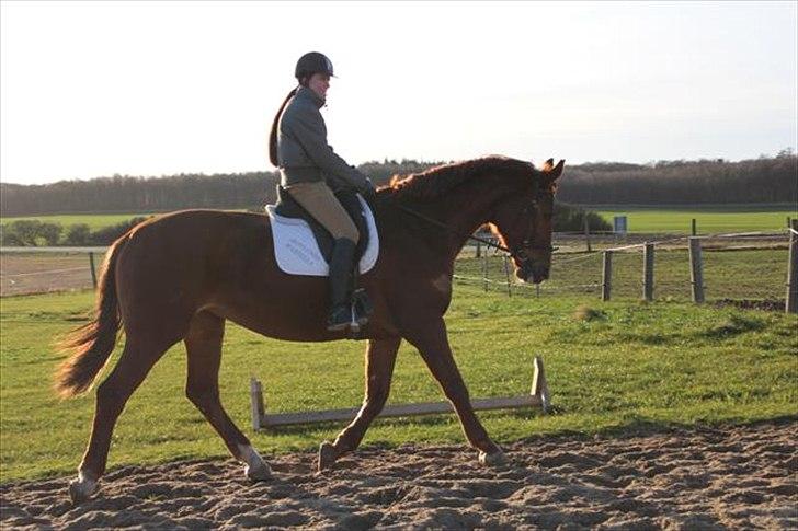 Dansk Varmblod Skovlunds Marbella billede 18