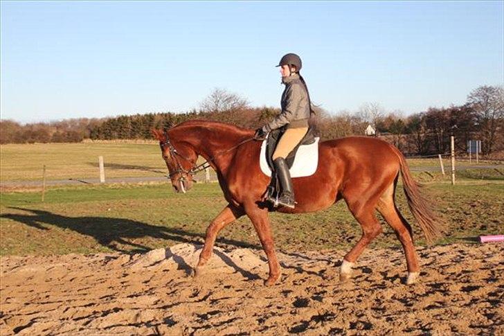 Dansk Varmblod Skovlunds Marbella billede 19