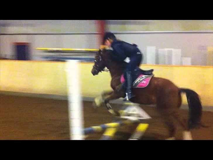Welsh Pony af Cob-type (sec C) DON JUNIOR - 2 eller 3 gang jeg red ham! Han har virkelig forandret sig siden. billede 12