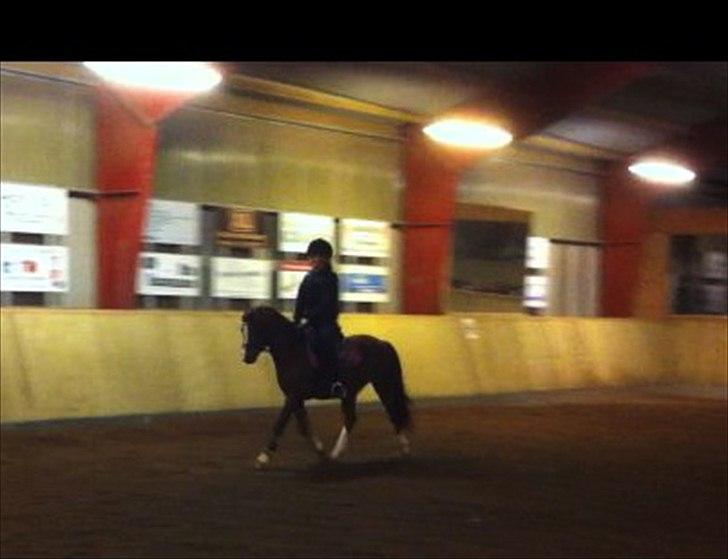 Welsh Pony af Cob-type (sec C) DON JUNIOR billede 13