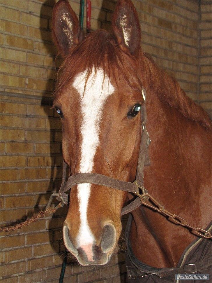 Dansk Varmblod Wald Staff billede 2