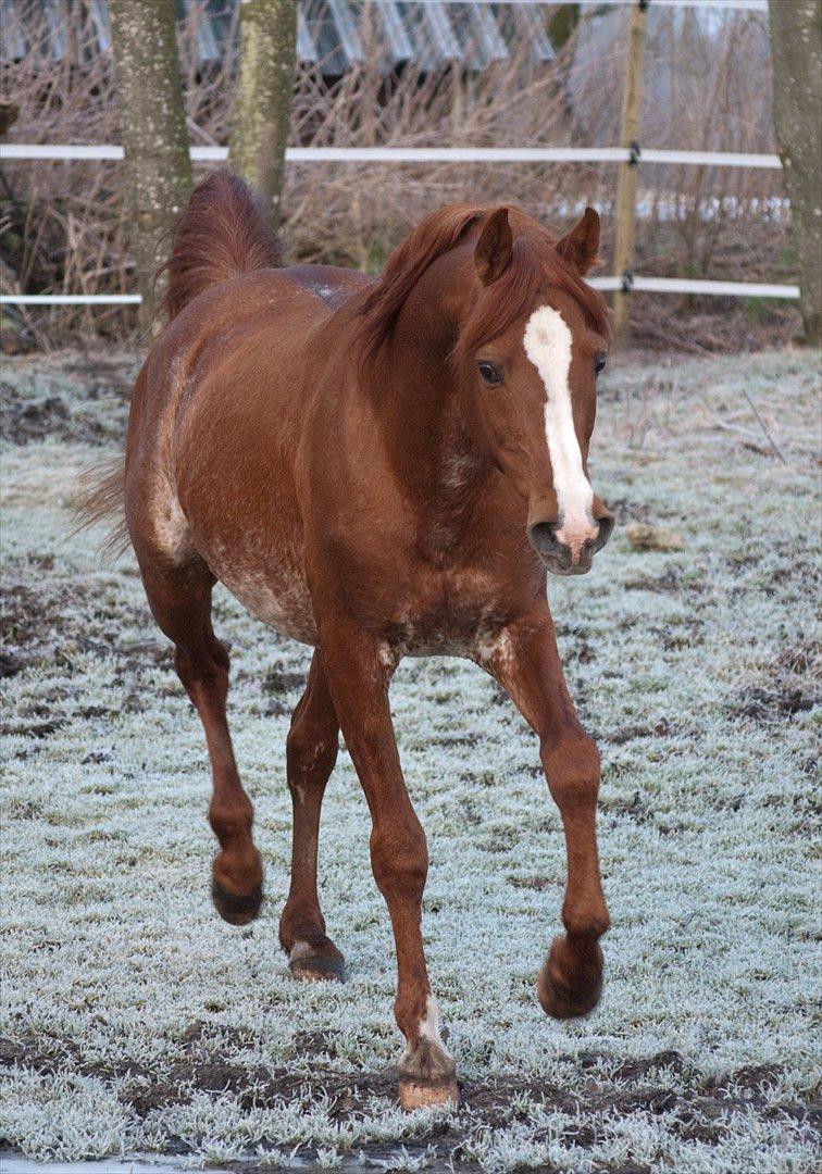 Arabisk fuldblod (OX) Aparan- Elite i AVS billede 1