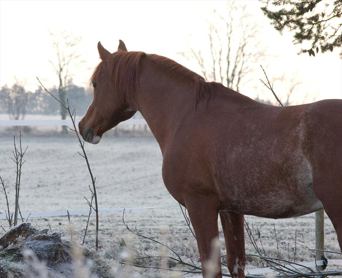 Arabisk fuldblod (OX) Aparan- Elite i AVS billede 2