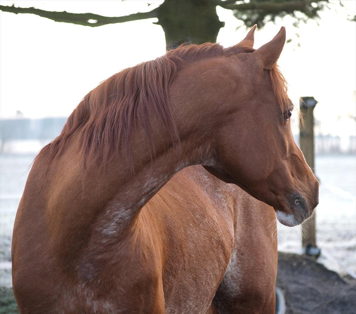 Arabisk fuldblod (OX) Aparan- Elite i AVS billede 3