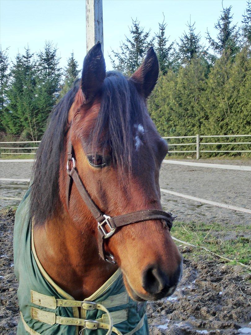 Anden særlig race OZZY - På fold. :) billede 1