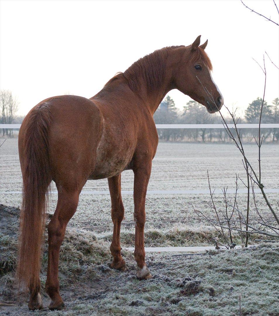 Arabisk fuldblod (OX) Aparan- Elite i AVS billede 4