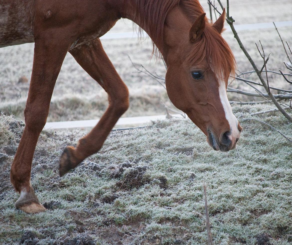 Arabisk fuldblod (OX) Aparan- Elite i AVS billede 5