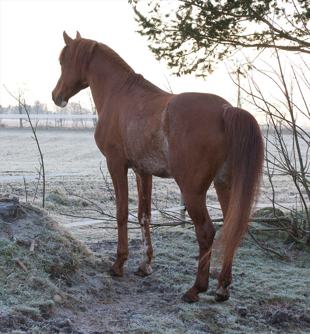 Arabisk fuldblod (OX) Aparan- Elite i AVS billede 6