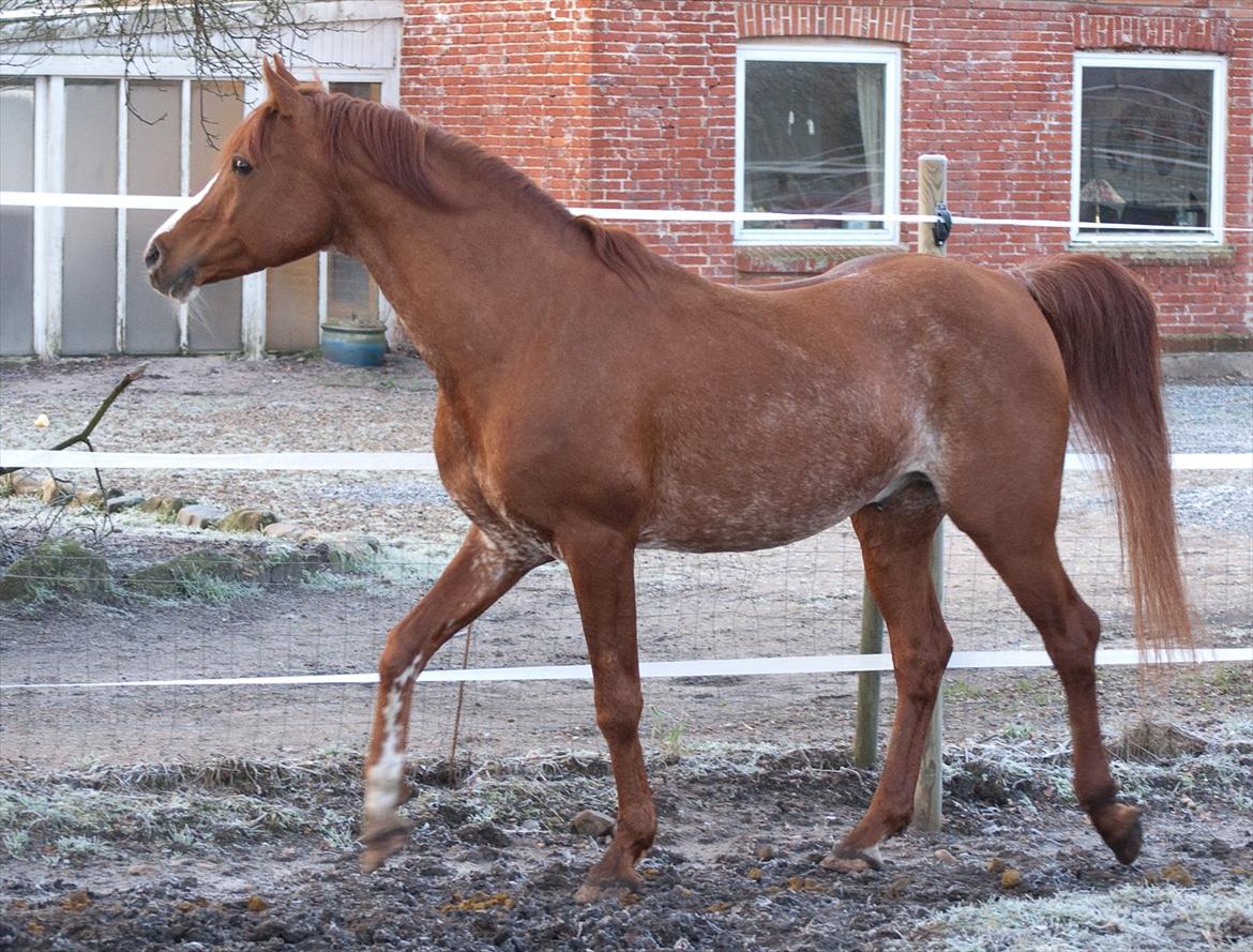 Arabisk fuldblod (OX) Aparan- Elite i AVS billede 8