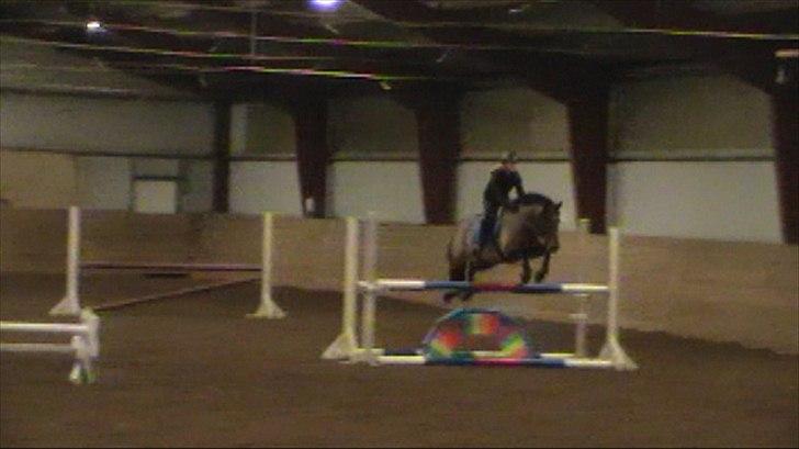 Anden særlig race OZZY billede 4