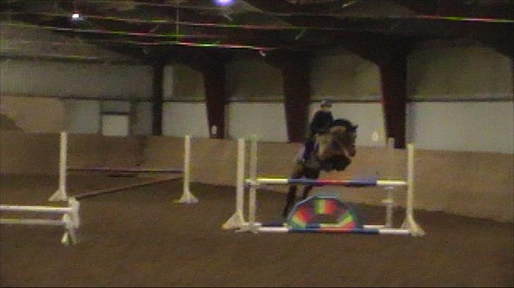 Anden særlig race OZZY - Der må være noget om at du kan springe! Jens J, Kika P og Michael Ladegaard har sagt at han springer godt! :) billede 5