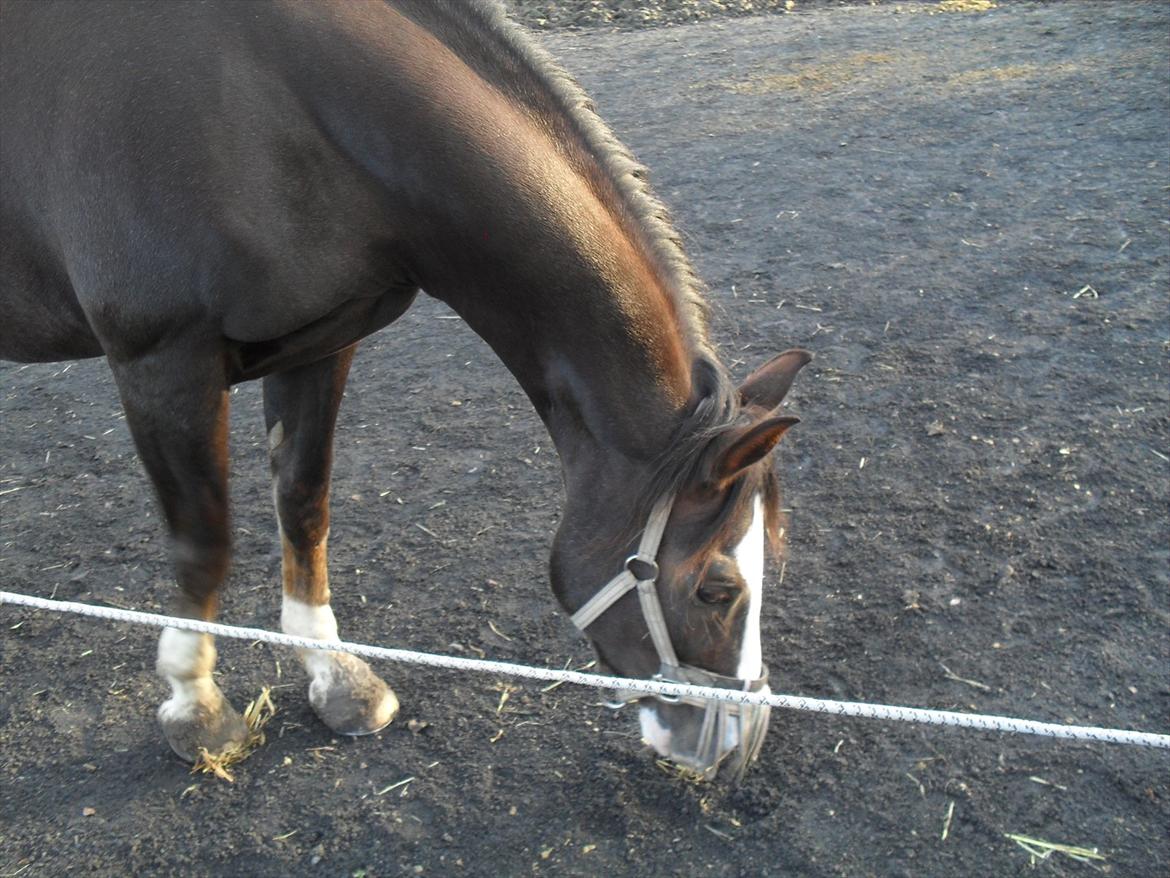 Anden særlig race Chelsey <3 - Hesten på fold :P billede 14