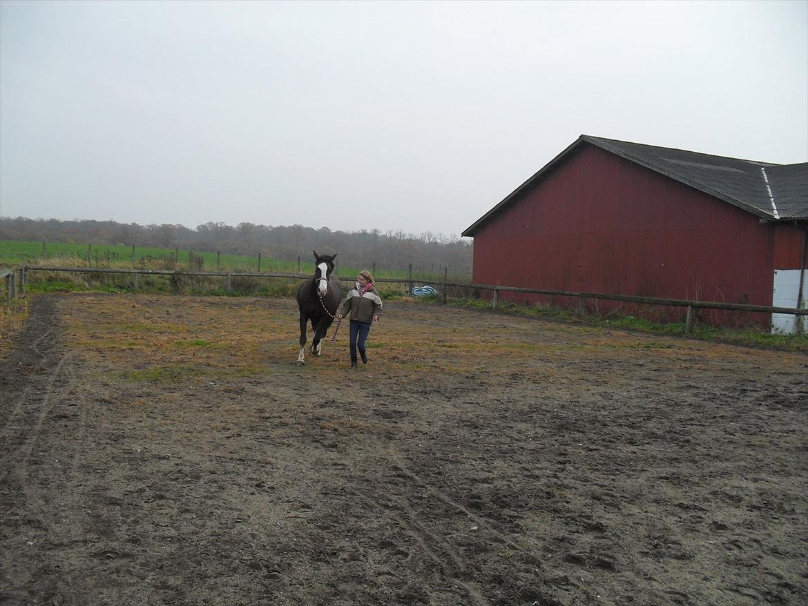 Anden særlig race Chelsey <3 - Da jeg prøvede hende ;D billede 16