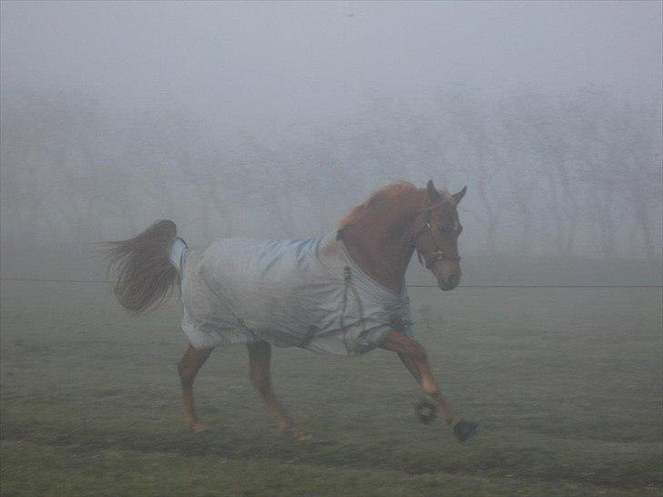 DSP Larsmindes Filanté - Min stjerne i en super galop på marken<3 billede 8