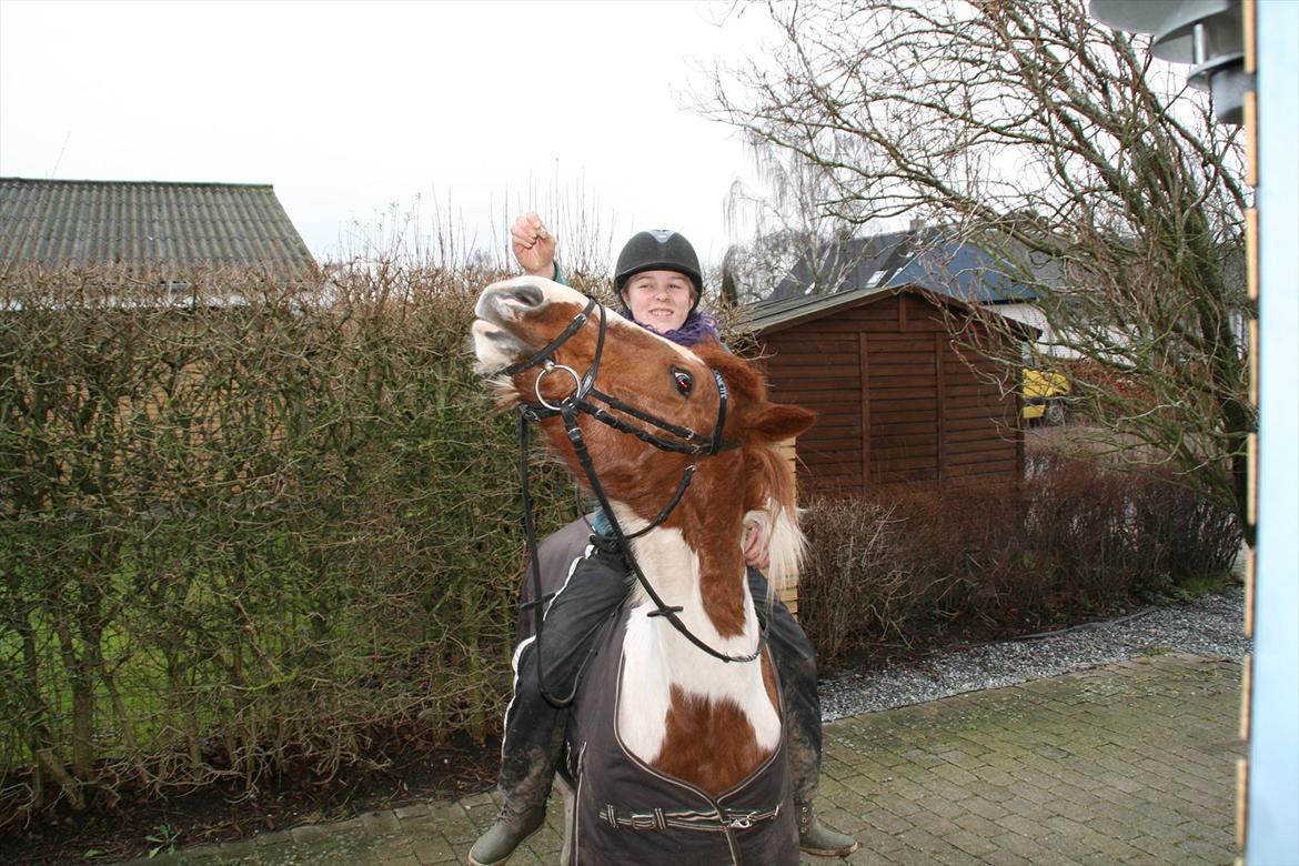 Pinto Lee - Cooper GOLÅ<3solgt - mig og Cooper kan også lave tricks:D<3
foto: Josephine billede 13