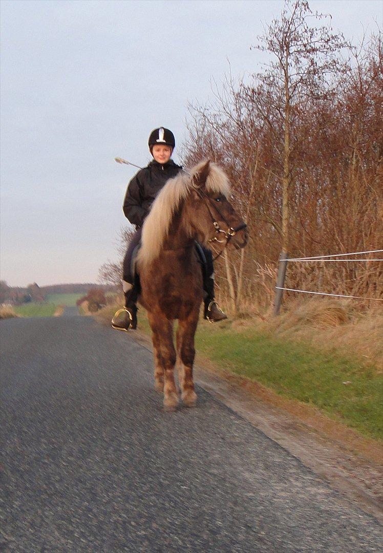 Islænder Askur fra Kapelhus SOLGT billede 13