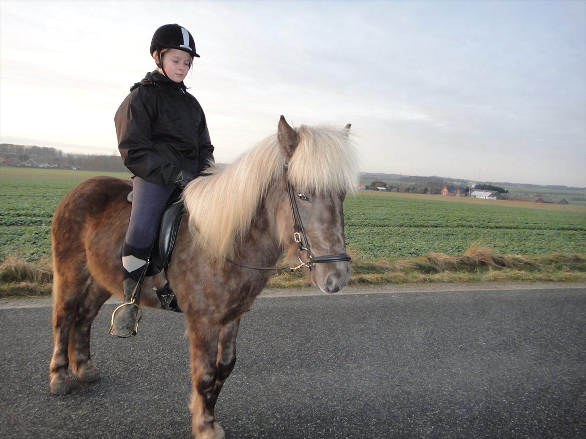 Islænder Askur fra Kapelhus SOLGT billede 14