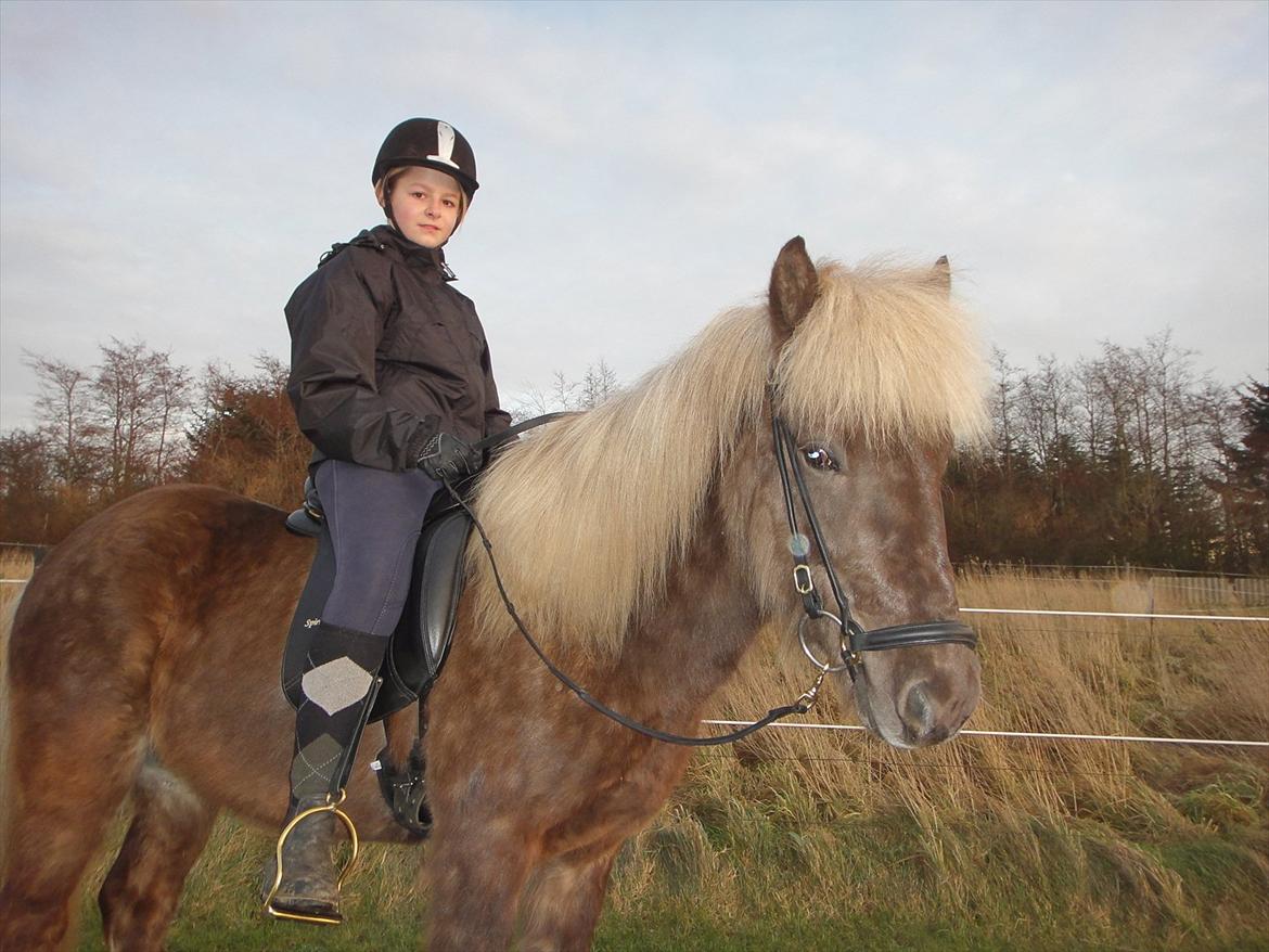Islænder Askur fra Kapelhus SOLGT billede 15