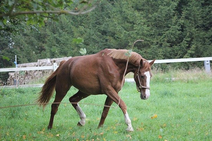 Dansk Varmblod Vestergårds Don Diligo billede 9