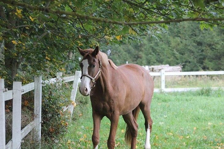 Dansk Varmblod Vestergårds Don Diligo billede 10