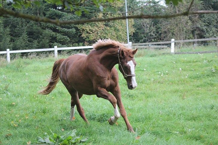 Dansk Varmblod Vestergårds Don Diligo billede 11