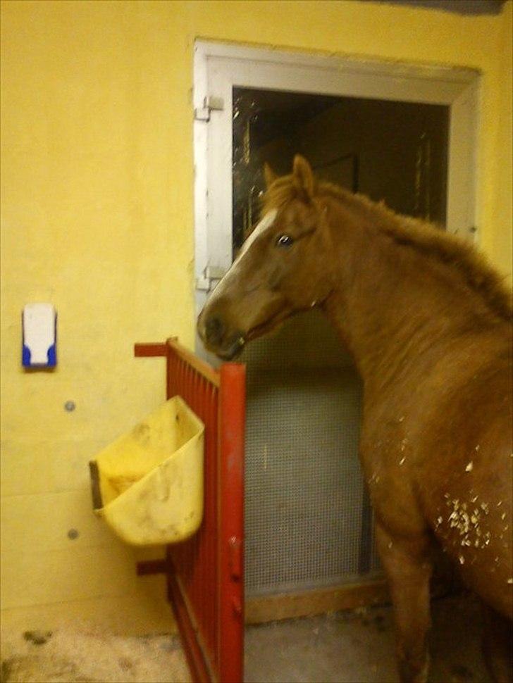 Anden særlig race Holmens Molly<3  *solgt :'S* - yeaster day is a historie, tomorrow is a mystery, today is a gift!<3 billede 3