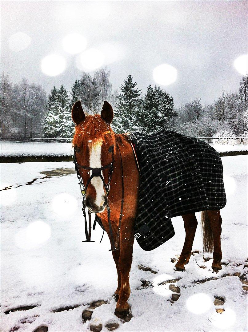 DSP Pyrrhula [Himmelhest] - Snow <3 billede 6