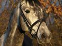 Hollandsk Varmblod Balthazar