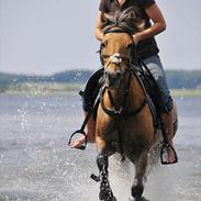 Anden særlig race Daisy *stjerneponyen* slogt