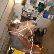 Anden særlig race Idaho (Ida)