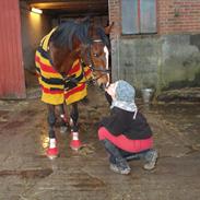 Anden særlig race Idaho (Ida)