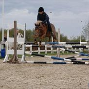 New Forest Mr. Jabidi Hidalgo 