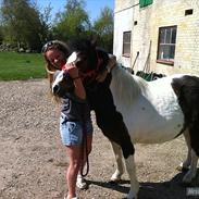 Anden særlig race Bellis 