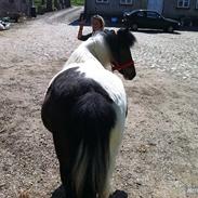 Anden særlig race Bellis 