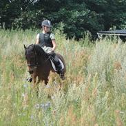 Anden særlig race Chiwas