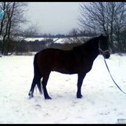 Anden særlig race Chiwas