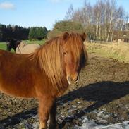 Islænder Freja/Tutte<3