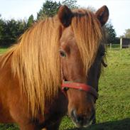 Islænder Freja/Tutte<3