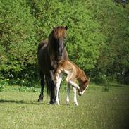 Islænder Gleipnir fra Vorgod