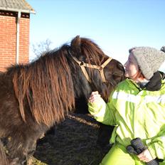 Shetlænder Gyldenlunds William