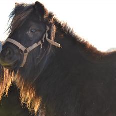 Shetlænder Gyldenlunds William