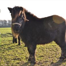 Shetlænder Gyldenlunds William