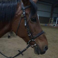 Anden særlig race Yasmin *Spring stjernen*