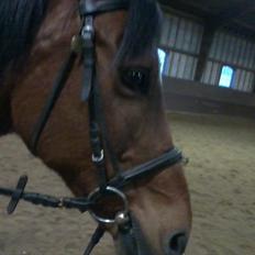 Anden særlig race Yasmin *Spring stjernen*