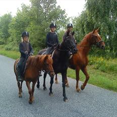 Anden særlig race Feline