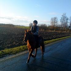 Anden særlig race Feline