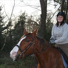 Hannoveraner Nimitz, (Bisnap.)